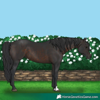 Horse Color:Brown 