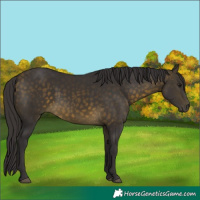Horse Color:Buckskin 