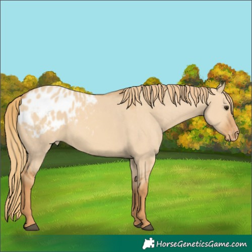 Horse Color:Red Dun Appaloosa 