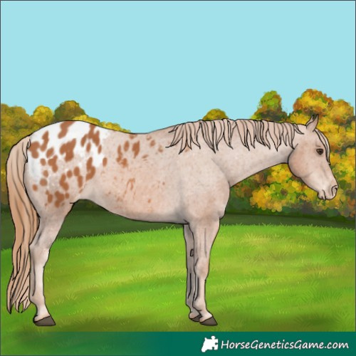 Horse Color:Chestnut Appaloosa 