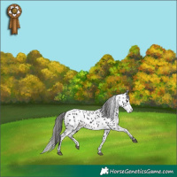 Horse Color:Brown Appaloosa