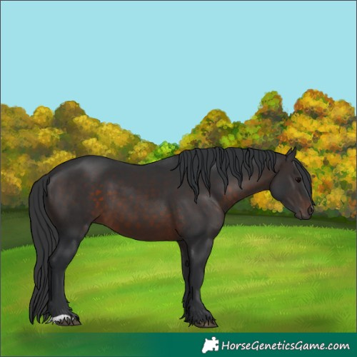 Horse Color:Brown 