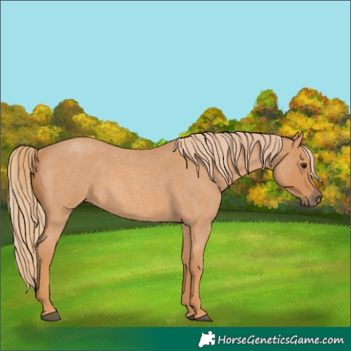 Horse Color:Red Roan 