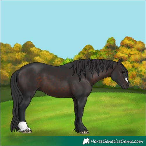 Horse Color:Brown 