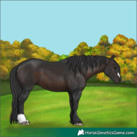 Horse Color:Brown 