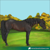 Horse Color:Brown 