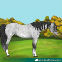 Horse Color:Blue Roan Sabino Splash and Blue Roan Sabino Splash Frame
