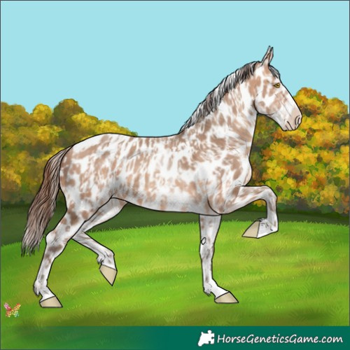 Horse Color:Amber Champagne Appaloosa and White Spotted Amber Champagne Appaloosa