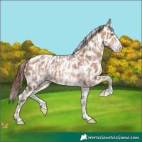 Horse Color:Amber Champagne Appaloosa  and White Spotted Amber Champagne Appaloosa 