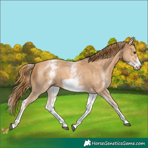 Horse Color:White Spotted Chestnut Sabino Frame