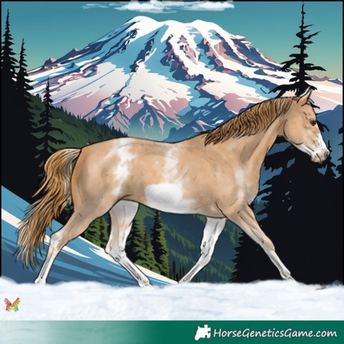 Horse Color:White Spotted Chestnut Sabino Frame 