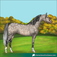 Horse Color:Brown Dun Snowflake Varnish 