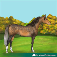 Horse Color:Buckskin Varnish 