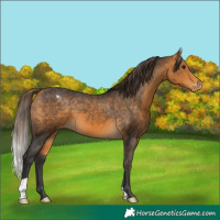Horse Color:Buckskin Varnish 