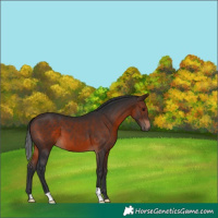 Horse Color:Brown 