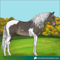 Horse Color:Silver Black Tobiano 