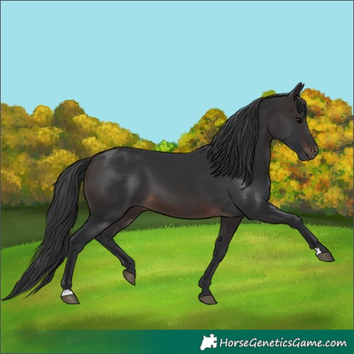 Horse Color:Brown 