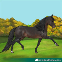 Horse Color:Brown 