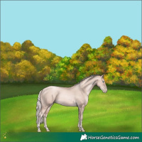 Horse Color:Gold Cream Champagne Pearl and Gold Cream Champagne Pearl