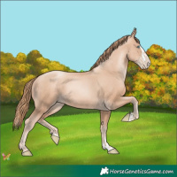 Horse Color:Gold Champagne Pearl Rabicano  and Gold Champagne Pearl Splash Rabicano 