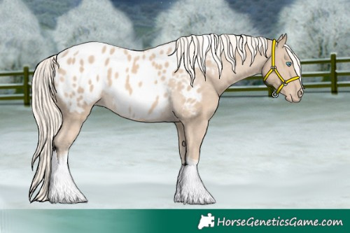 Horse Color:Cremello Tobiano Appaloosa 