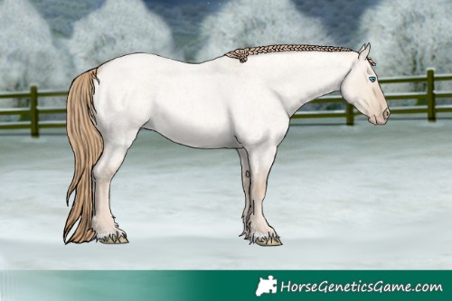 Horse Color:Perlino Roan Dun 