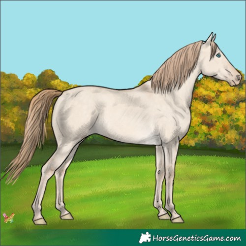 Horse Color:Perlino Dun 