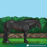 Horse Color:Brown 