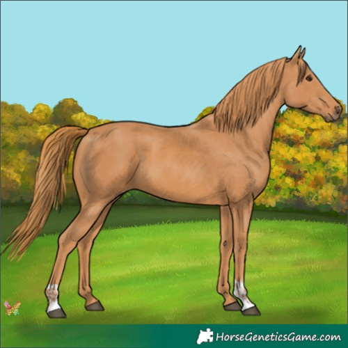Horse Color:Chestnut  and Chestnut 