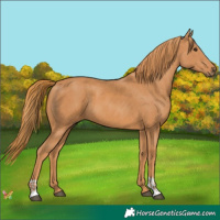 Horse Color:Chestnut and Chestnut