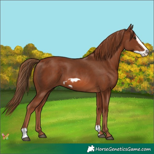 Horse Color:Chestnut  and Chestnut Frame 