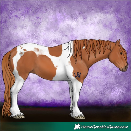 Horse Color:Chestnut Tobiano