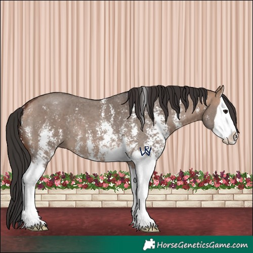 Horse Color:Bay Dun Sabino Splash 