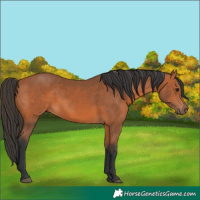 Horse Color:Bay 