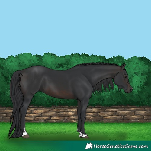Horse Color:Brown 