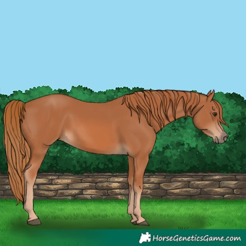 Horse Color:Chestnut 
