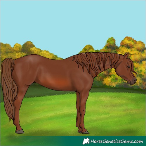 Horse Color:Chestnut 