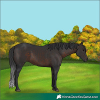 Horse Color:Brown 