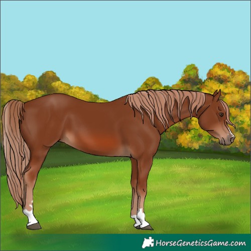 Horse Color:Chestnut 