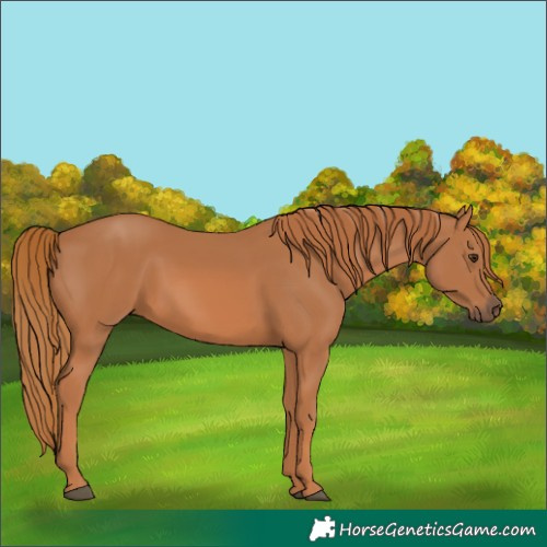 Horse Color:Chestnut 