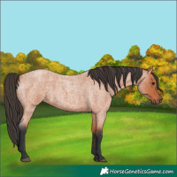 Horse Color:Bay Roan 