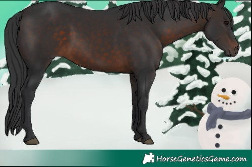 Horse Color:Brown 
