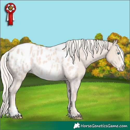 Horse Color:White Spotted Cremello Sabino Appaloosa 