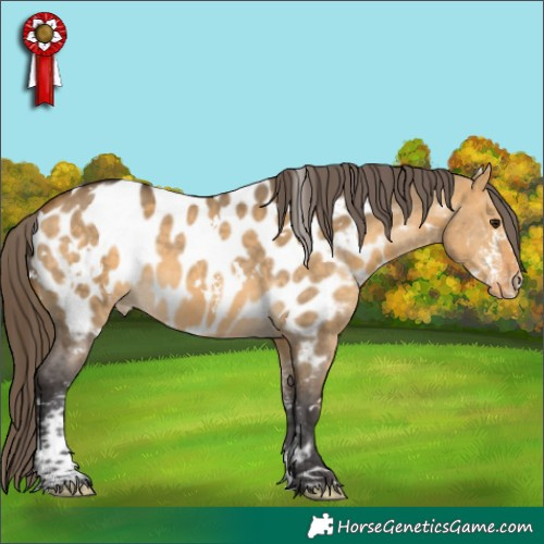 Horse Color:White Spotted Buckskin Dun Sabino Appaloosa Rabicano 