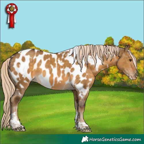 Horse Color:White Spotted Chocolate Palomino Dun Tobiano Appaloosa 