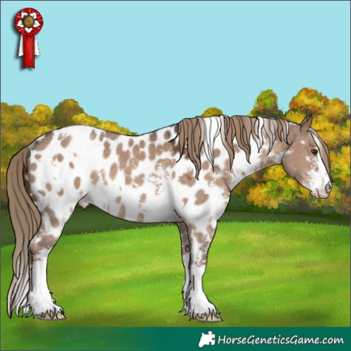 Horse Color:White Spotted Liver Red Dun Sabino Appaloosa Rabicano 