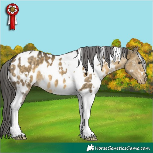 Horse Color:White Spotted Buckskin Dun Tobiano Appaloosa 