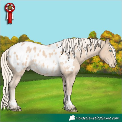 Horse Color:White Spotted Cremello Sabino Appaloosa Rabicano 