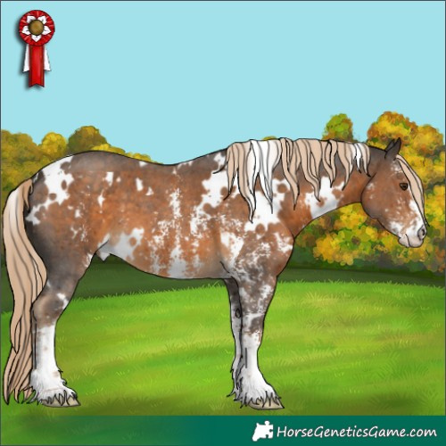 Horse Color:White Spotted Chocolate Palomino Sabino 