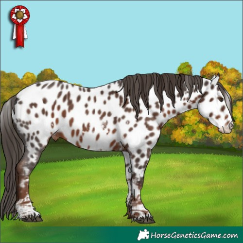 Horse Color:White Spotted Liver Chestnut Sabino Appaloosa 